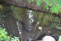 Anguilla megastoma