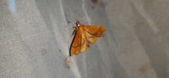 Anarmodia