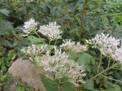 Eupatorium chinense