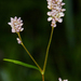 Persicaria pensylvanica - Photo (c) Rob Curtis,  זכויות יוצרים חלקיות (CC BY-NC-SA), uploaded by Rob Curtis