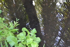 Anguilla megastoma