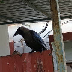 Corvus splendens