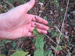 Penstemon alluviorum