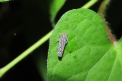 Apogonalia stalii