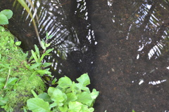 Anguilla megastoma