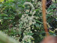 Aralia continentalis