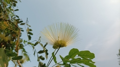 Albizia