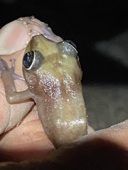 Eleutherodactylus cooki