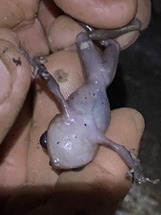 Eleutherodactylus cooki