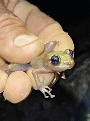 Eleutherodactylus cooki