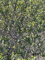 Ceanothus verrucosus