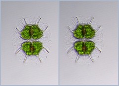 Xanthidium cristatum