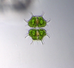 Xanthidium cristatum