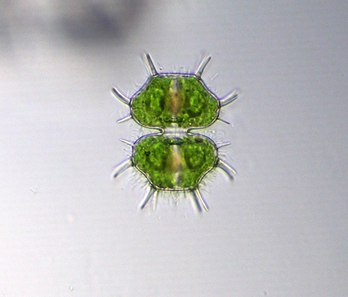 Xanthidium cristatum