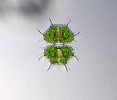 Xanthidium cristatum