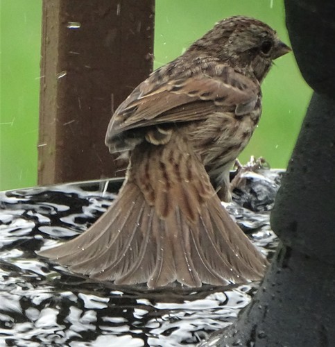 Song Sparrow photographed in Vermont