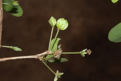 Terminalia australis