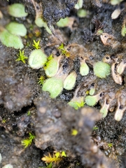 Riccia beyrichiana
