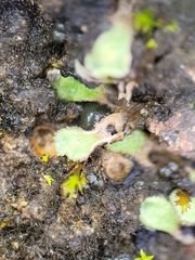 Riccia beyrichiana