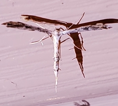 Hellinsia inquinatus