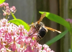 Dolichovespula maculata
