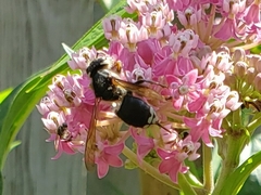Dolichovespula maculata