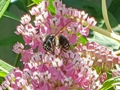 Dolichovespula maculata