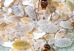 Phenacoccus peruvianus