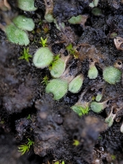 Riccia beyrichiana