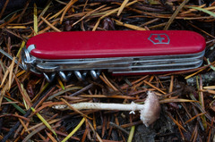 Lepiota felina
