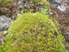 Leptostomum macrocarpum