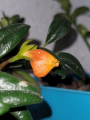 Nematanthus