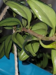 Nematanthus