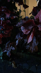 Iresine diffusa herbstii