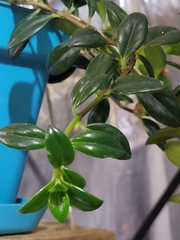 Nematanthus
