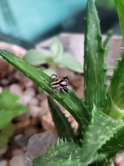 Menemerus bivittatus