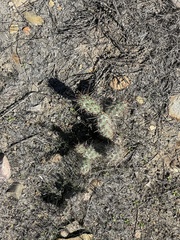 Cylindropuntia prolifera