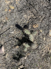 Cylindropuntia prolifera