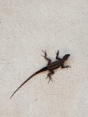 Tropidurus catalanensis
