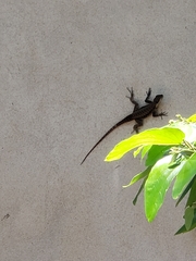 Tropidurus catalanensis
