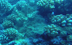 Millepora exaesa