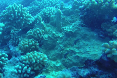 Millepora exaesa