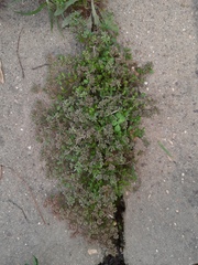 Polycarpon tetraphyllum