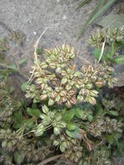 Polycarpon tetraphyllum