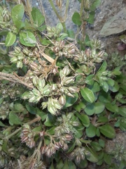 Polycarpon tetraphyllum