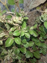 Polycarpon tetraphyllum