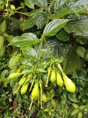 Macrocarpaea pringleana