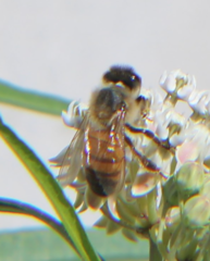Apis mellifera