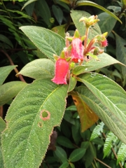 Gesnerieae
