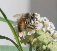 Apis mellifera